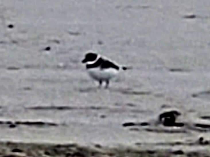 Semipalmated Plover - ML376144861
