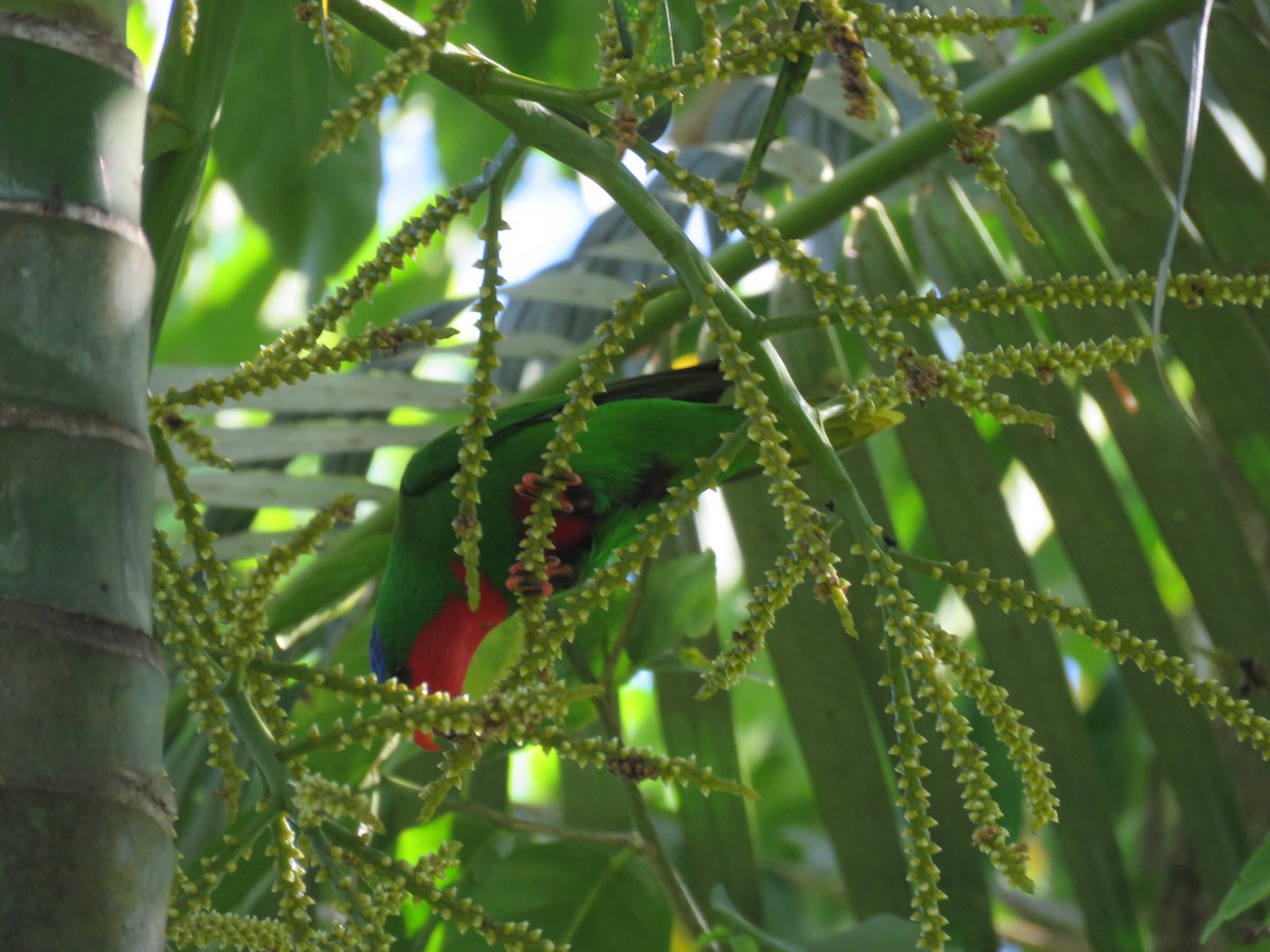 Blue-crowned Lorikeet - Samoa Conservation Society Team