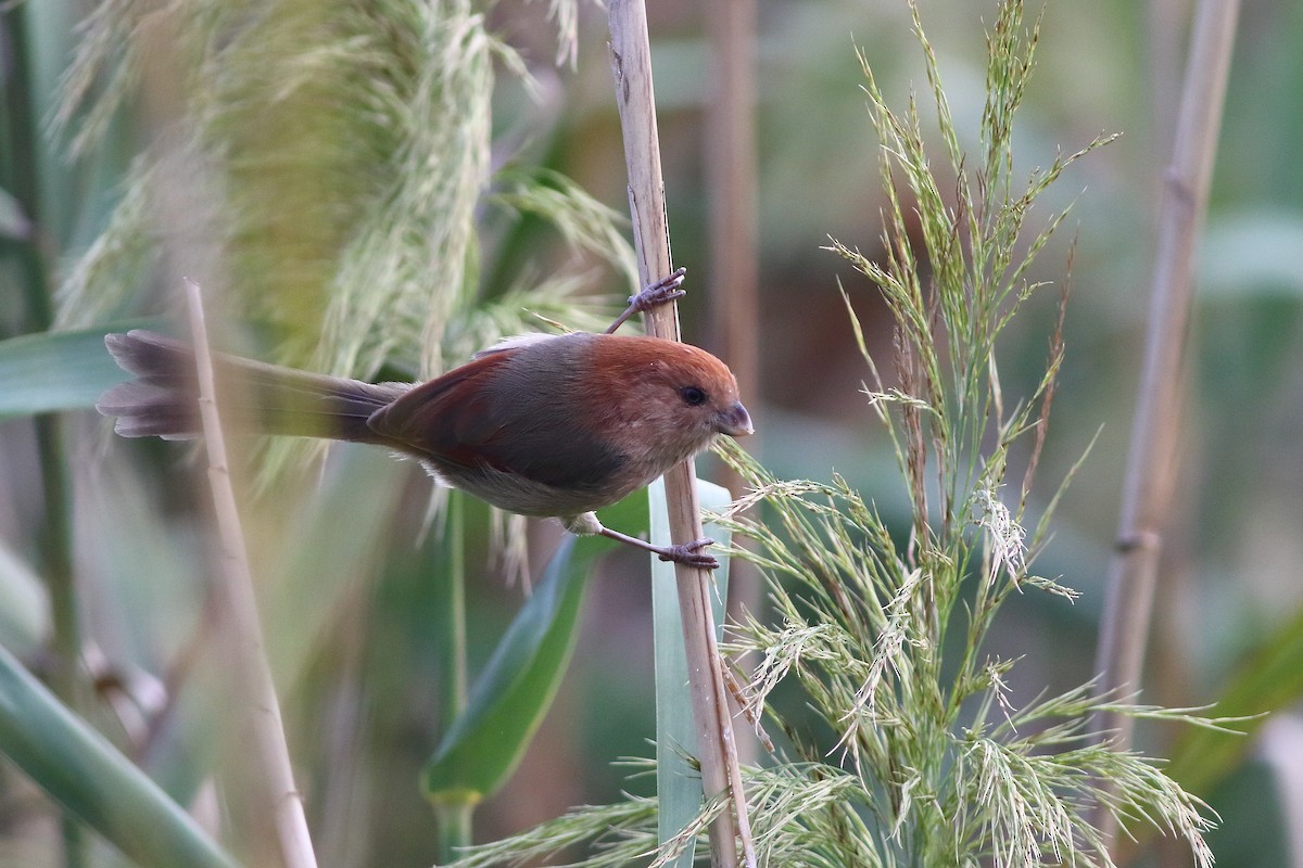 Vinous-throated Parrotbill - Meng-Chieh (孟婕) FENG (馮)