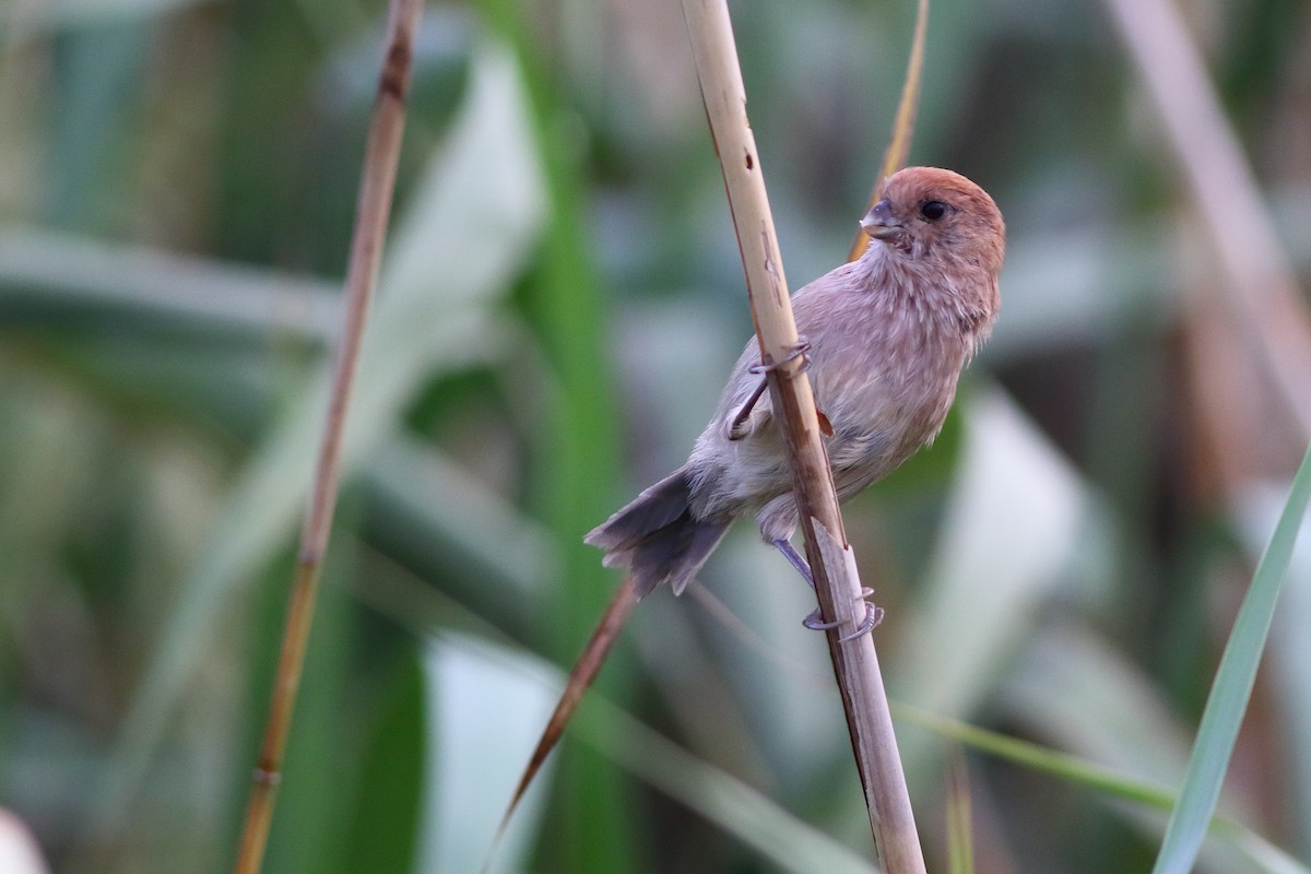 Vinous-throated Parrotbill - ML376146871