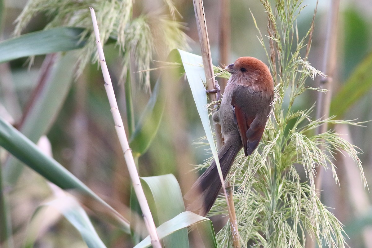 Vinous-throated Parrotbill - ML376146891