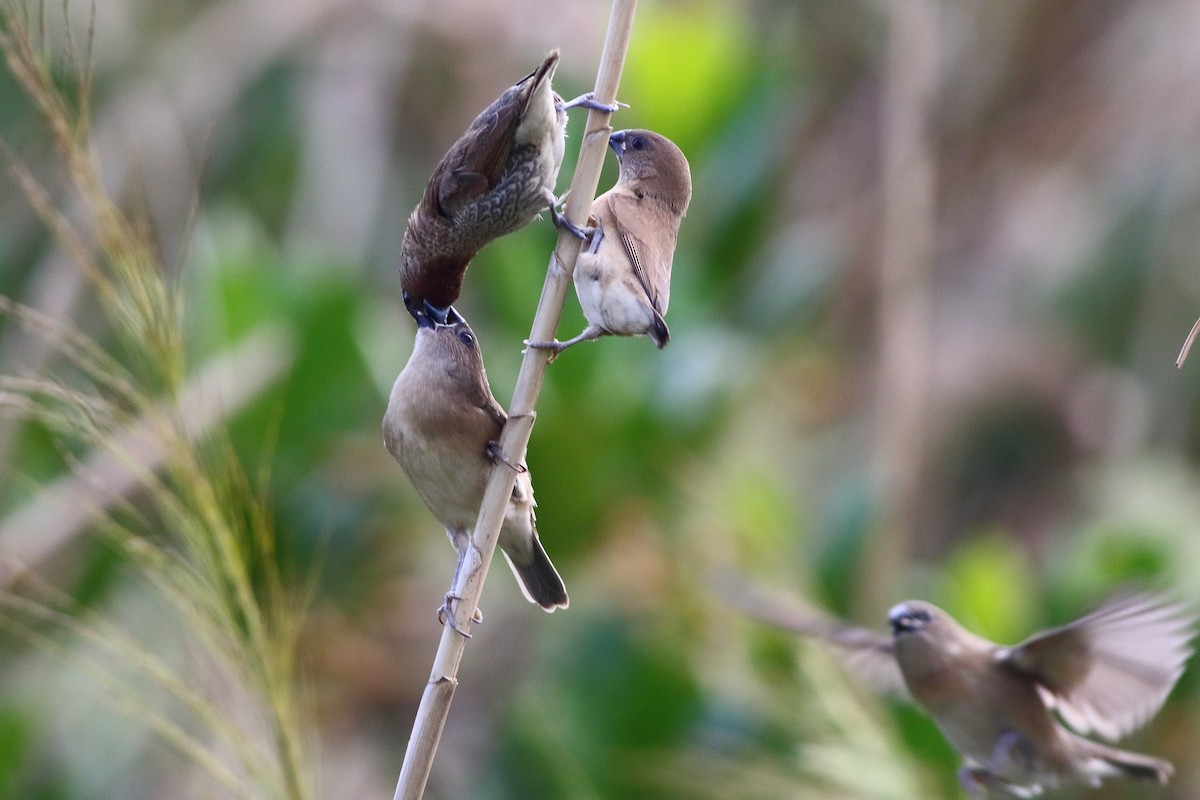 Scaly-breasted Munia - Meng-Chieh (孟婕) FENG (馮)