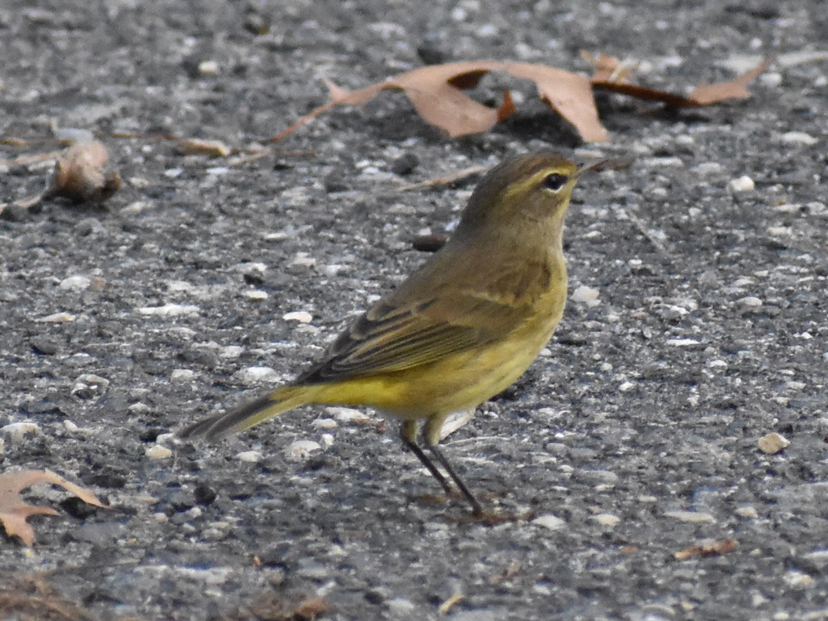 Palm Warbler - Rebecca Stephens