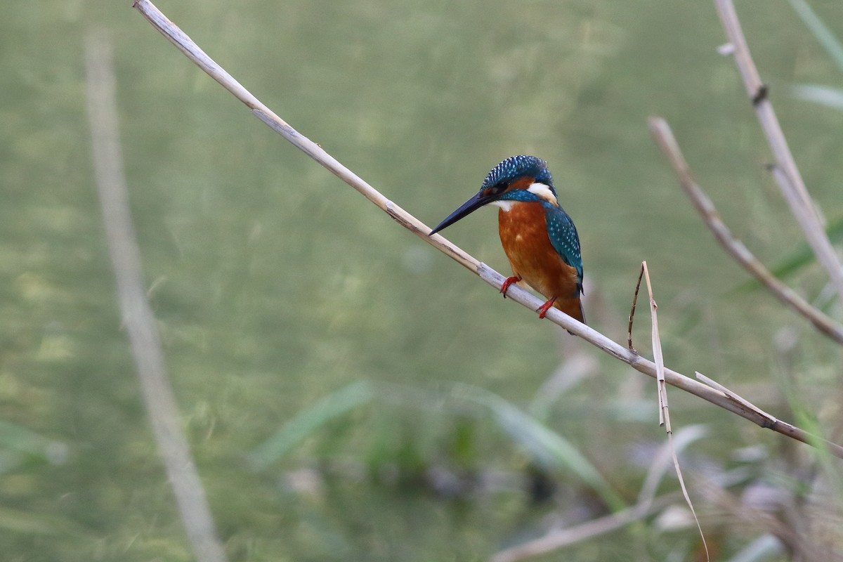 Common Kingfisher - Meng-Chieh (孟婕) FENG (馮)