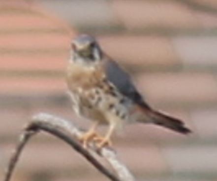 American Kestrel - ML376147341