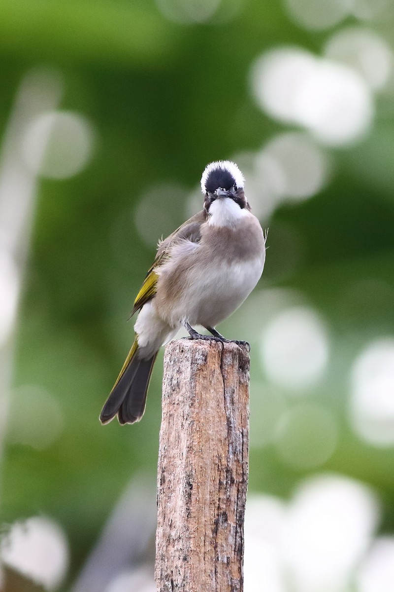 Bulbul de Chine - ML376147361