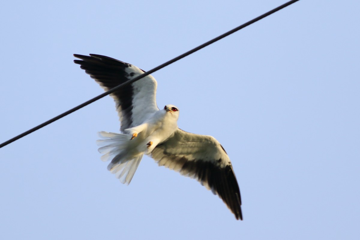 Black-winged Kite - Meng-Chieh (孟婕) FENG (馮)