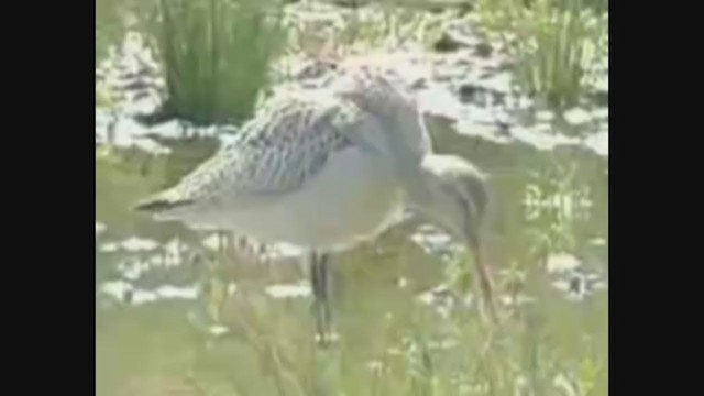 Bar-tailed Godwit - ML376150191