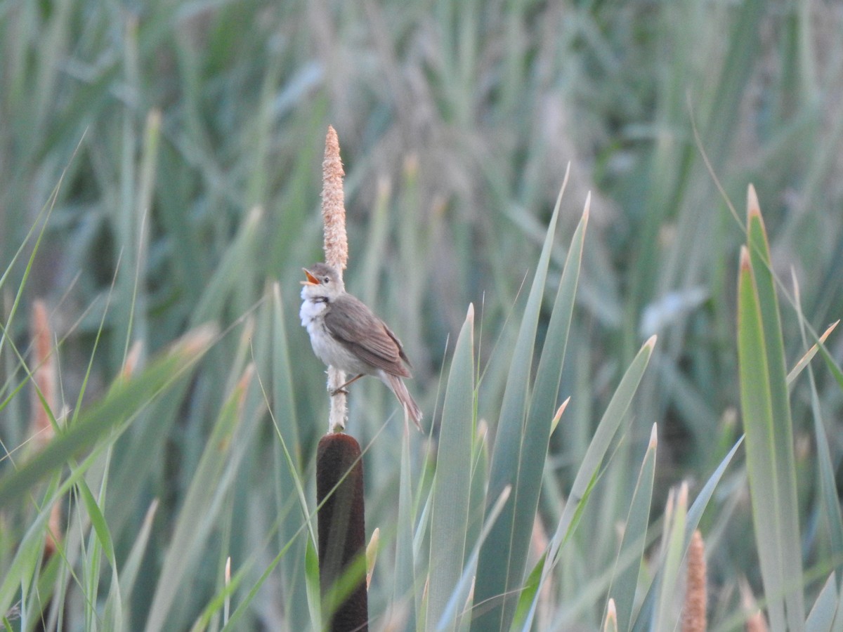 Common Reed Warbler - ML376152251