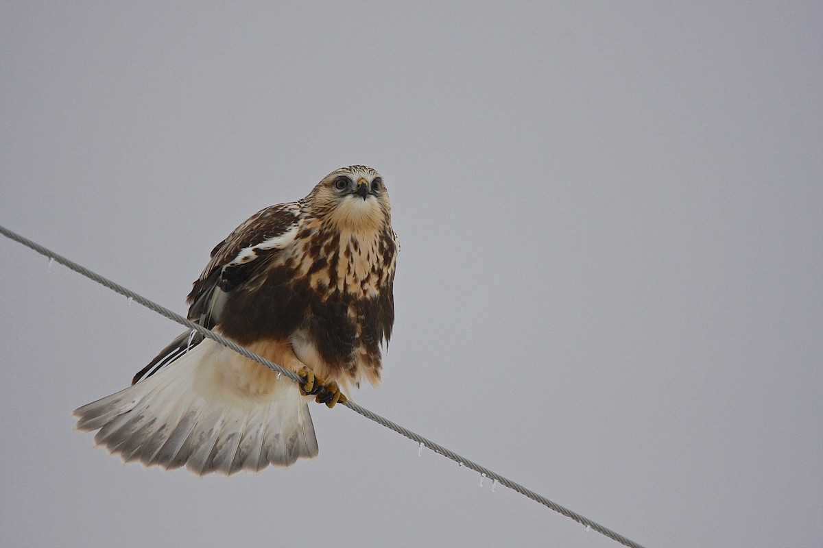 Rough-legged Hawk - ML37615461