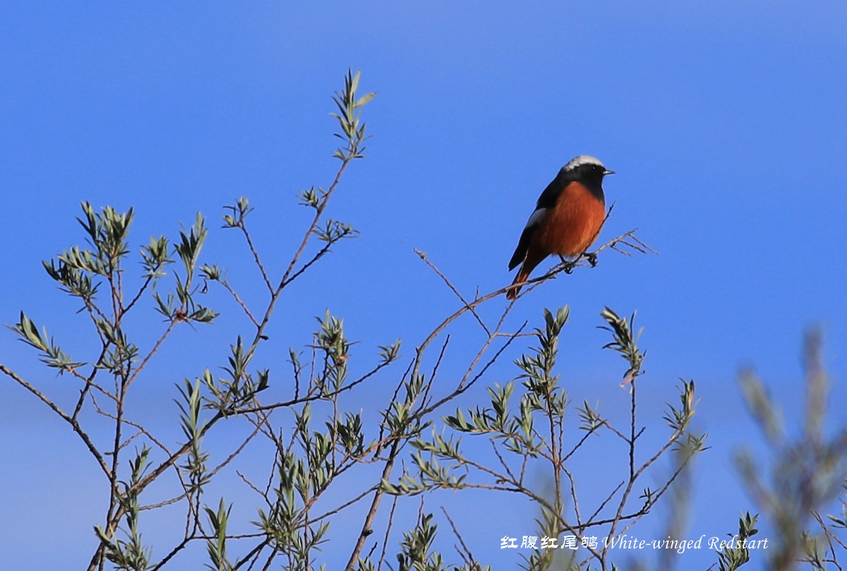 White-winged Redstart - Qiang Zeng