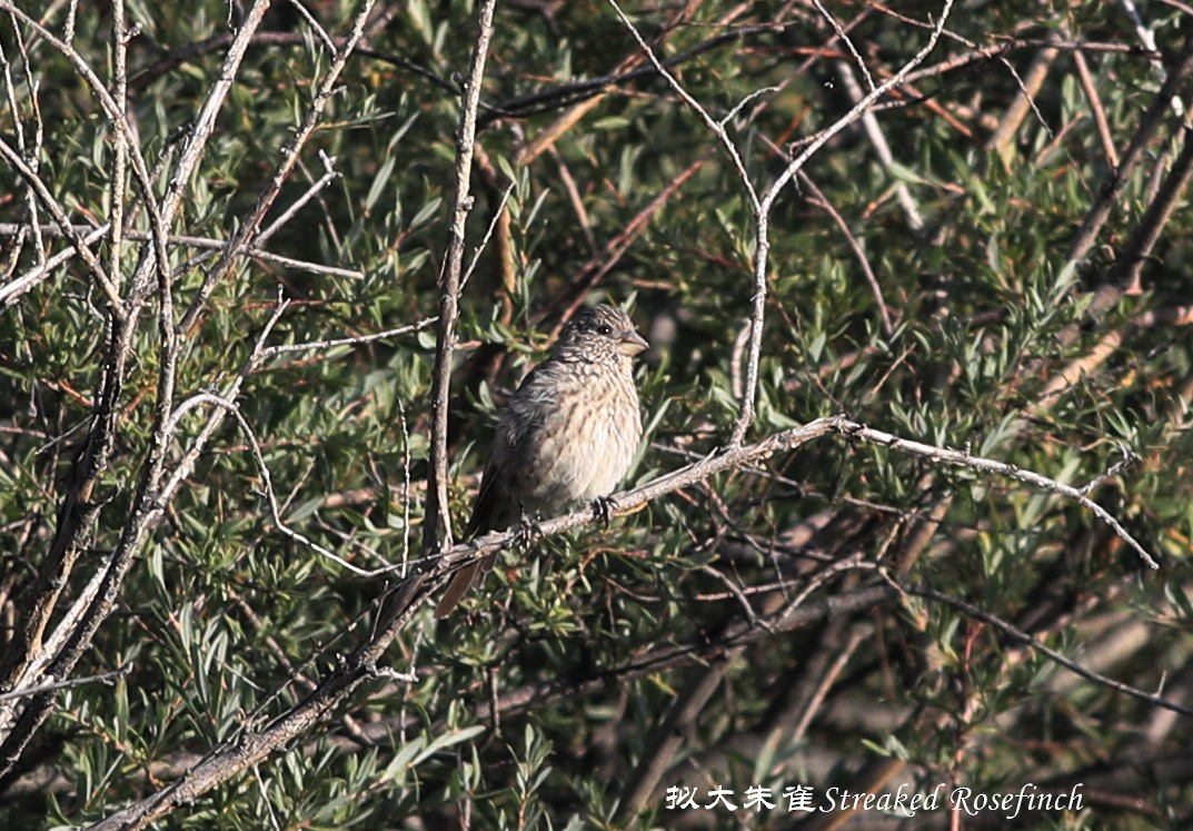 Streaked Rosefinch - Qiang Zeng