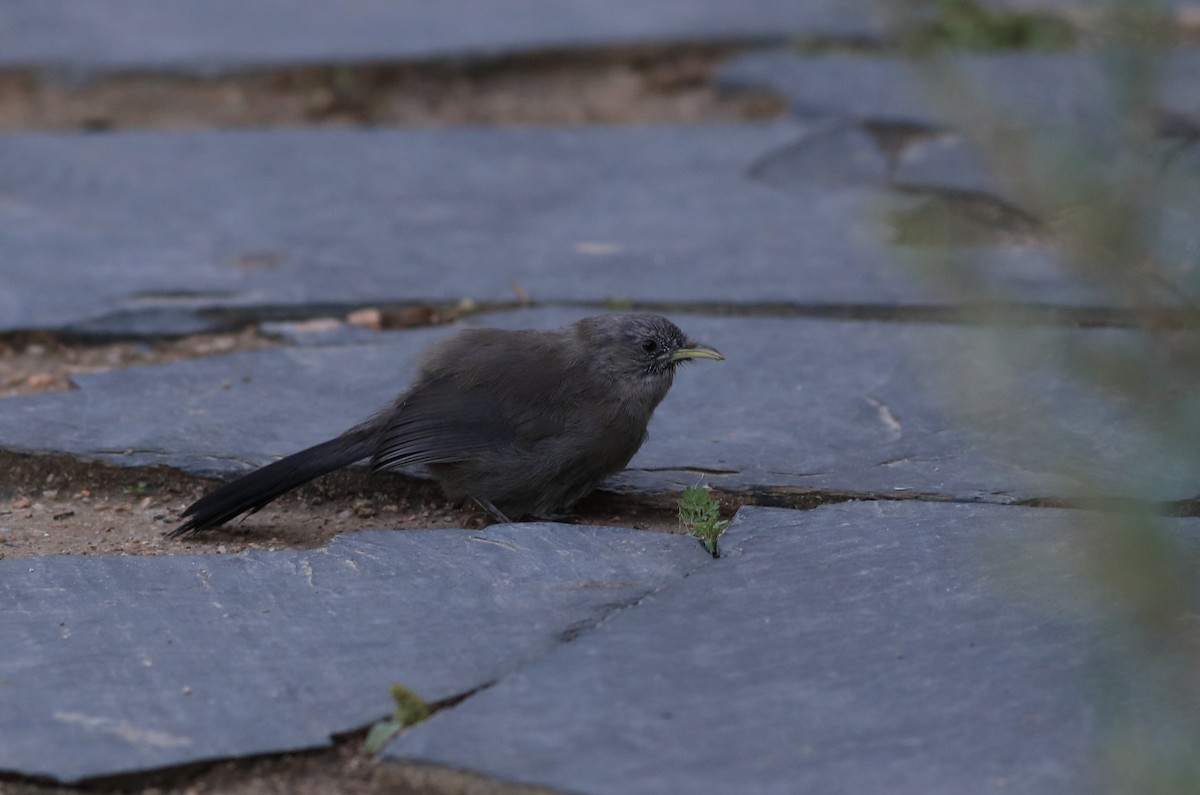 Pere David's Laughingthrush - ML376155251