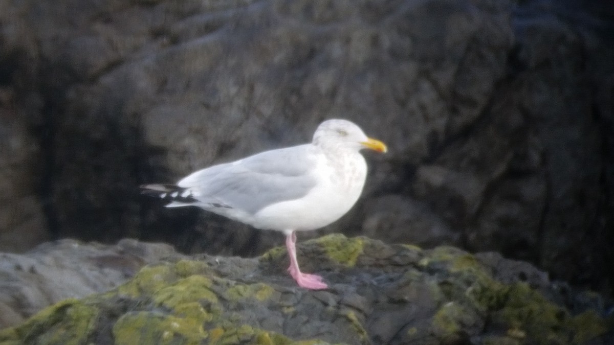 Gaviota Argéntea (americana) - ML37615541