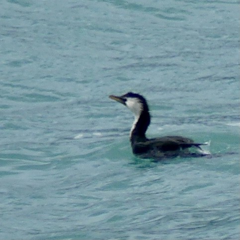 Little Pied Cormorant - ML376155911