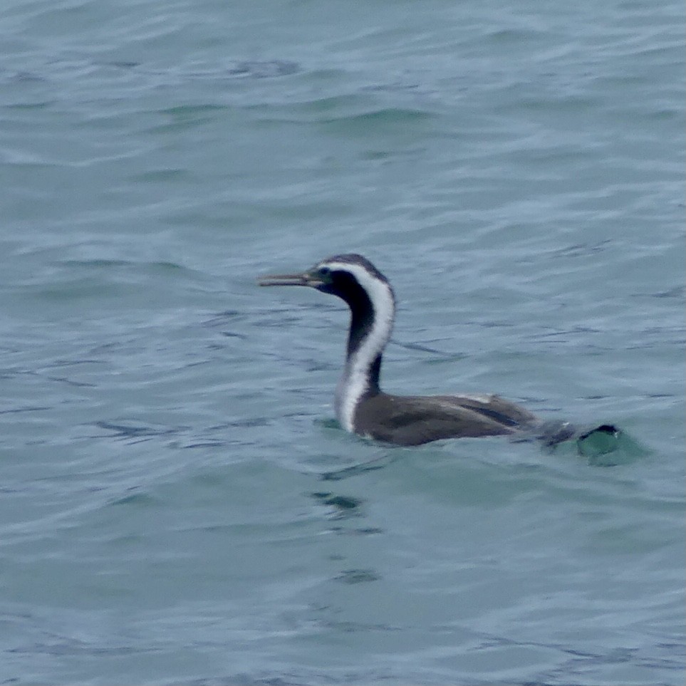 Spotted Shag - ML376155981