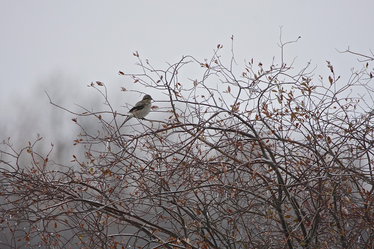 Northern Shrike - ML37615701