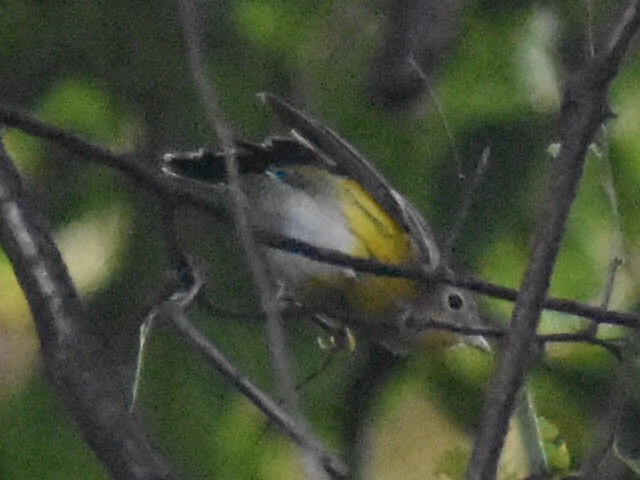 Magnolia Warbler - Rebecca Stephens