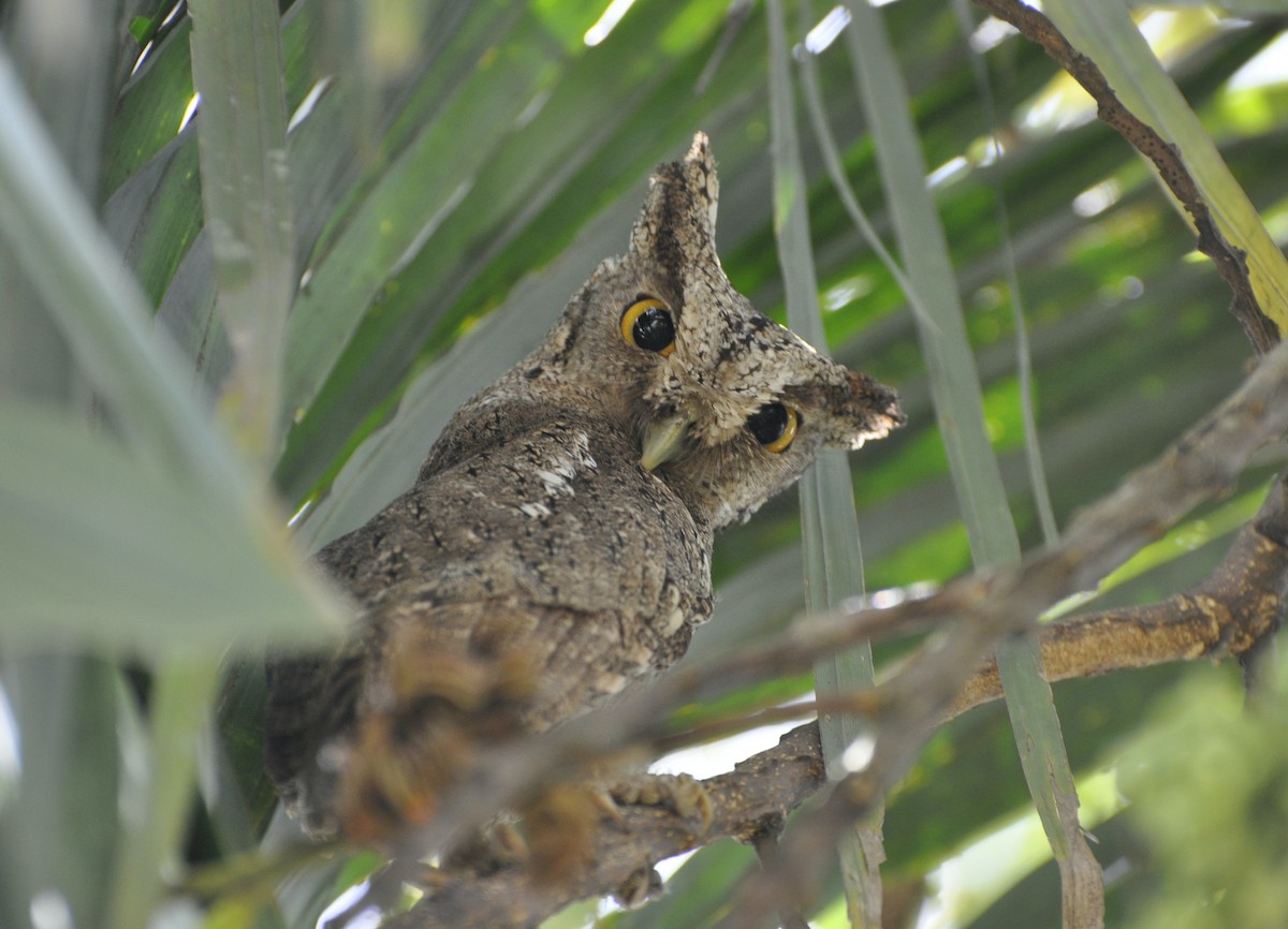 Pacific Screech-Owl - Oliver Patrick