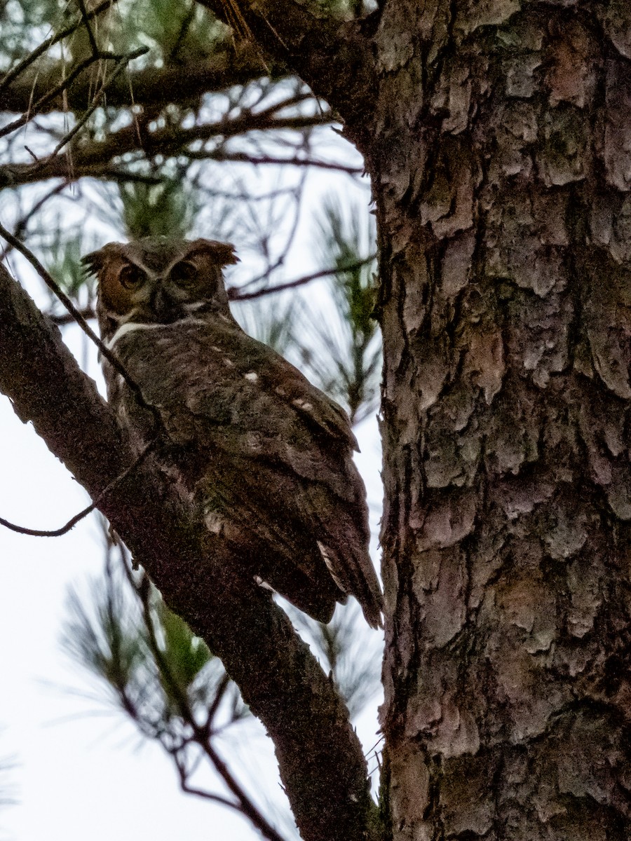 Great Horned Owl - ML376159581