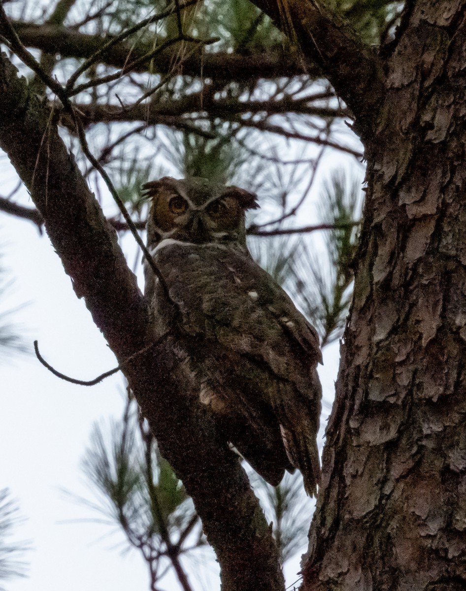 Great Horned Owl - ML376159591