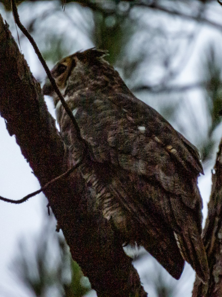 Great Horned Owl - ML376159601