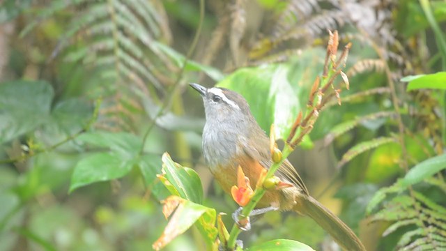 Palani Laughingthrush - ML376160641