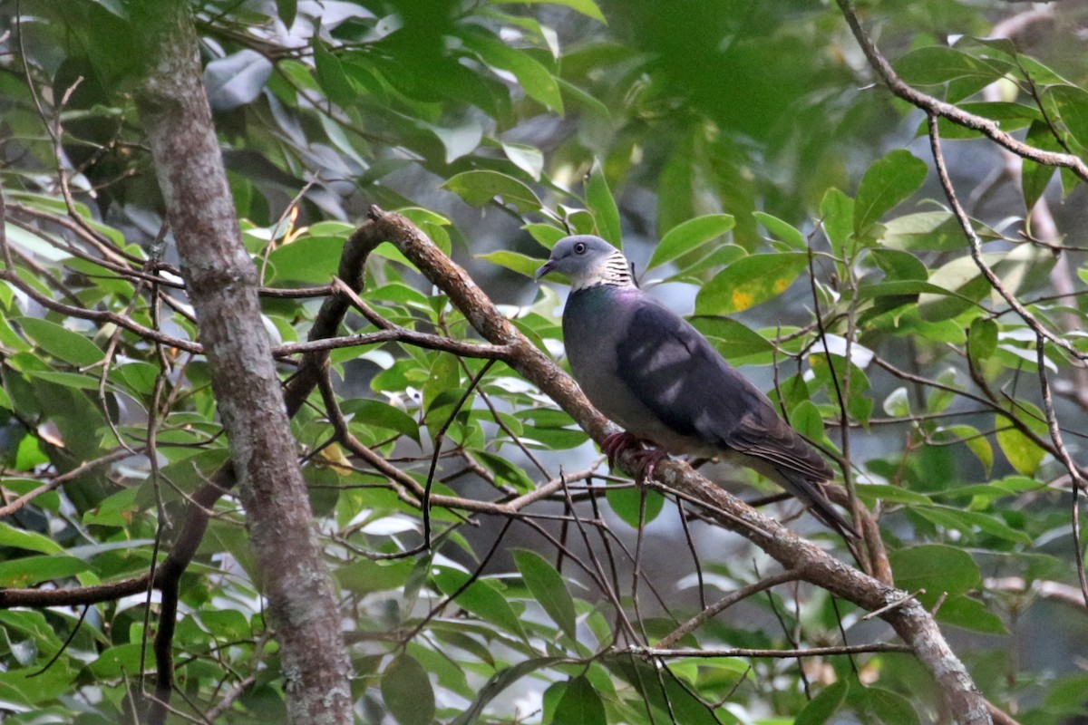 Ashy Wood-Pigeon - Charley Hesse TROPICAL BIRDING