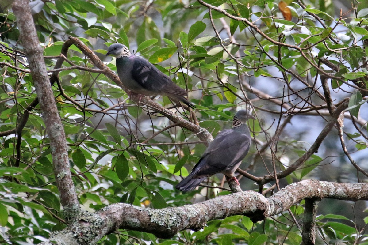 Ashy Wood-Pigeon - Charley Hesse TROPICAL BIRDING