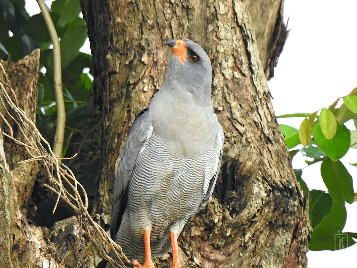 Dark Chanting-Goshawk - ML376160801