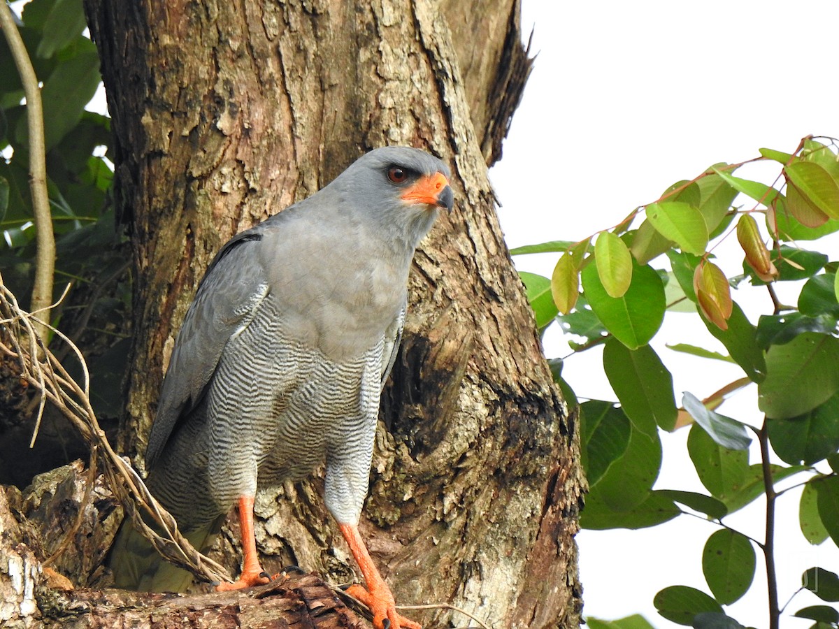 Dark Chanting-Goshawk - ML376160821