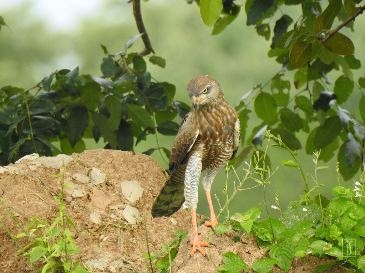 Dark Chanting-Goshawk - ML376160851