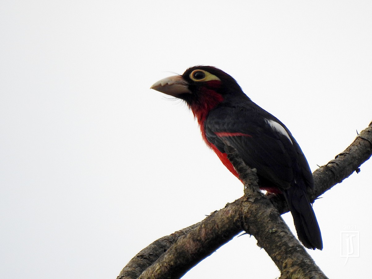 Double-toothed Barbet - ML376160951