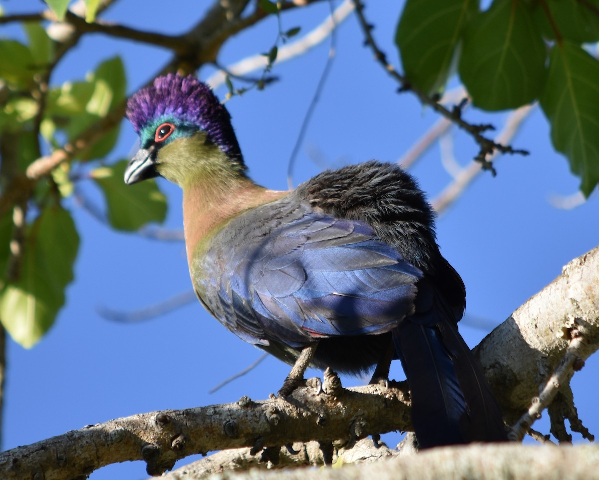 Purple-crested Turaco - ML376163041