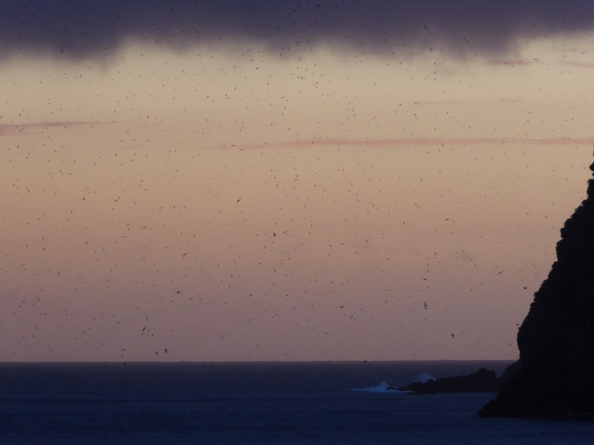 Great Shearwater - ML376163341