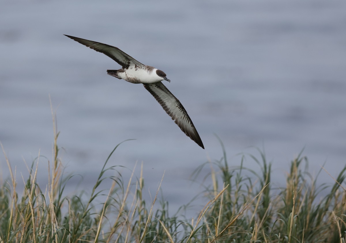 Great Shearwater - ML376163361