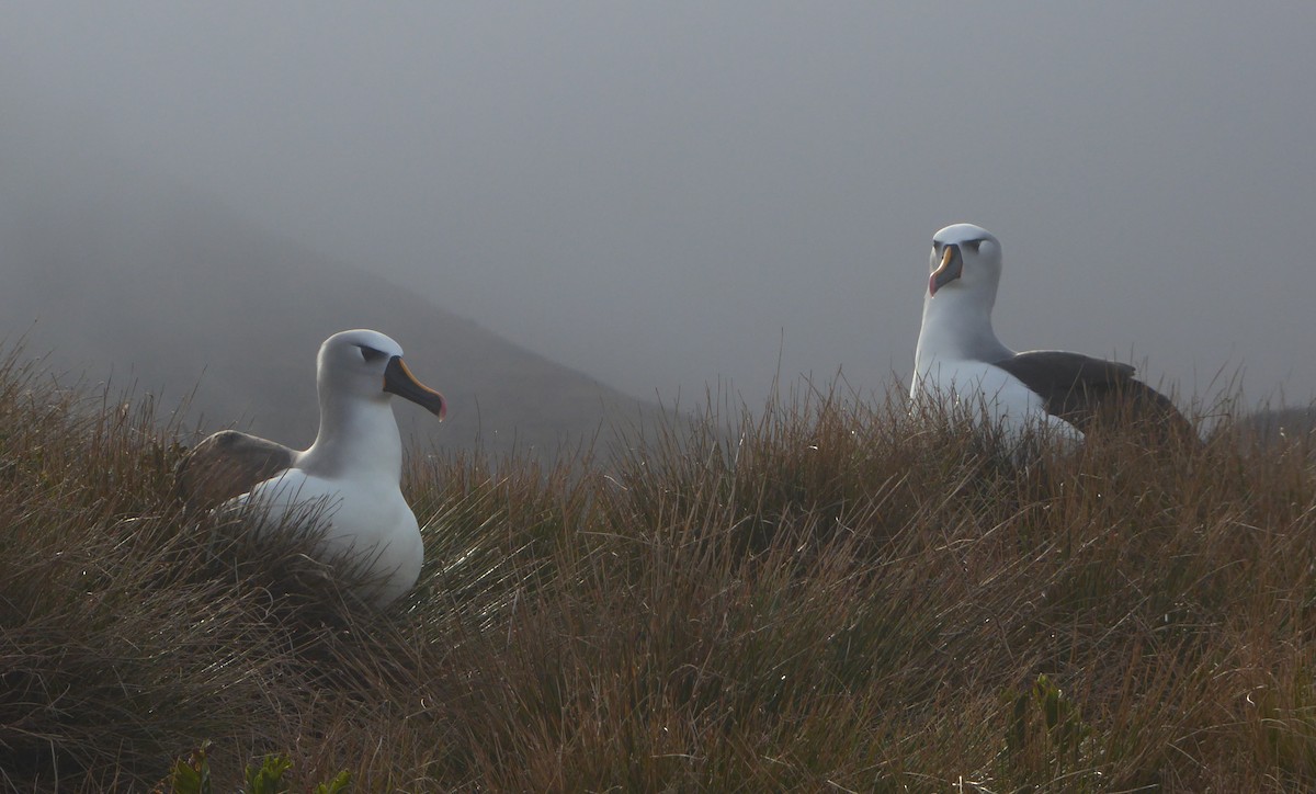 Atlantic Yellow-nosed Albatross - ML376163431