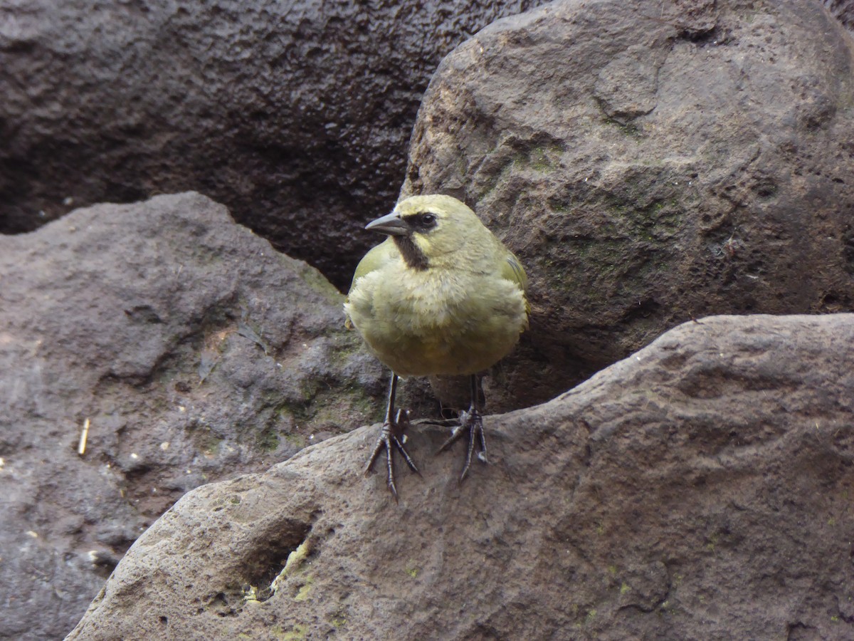 Gough Island Finch - ML376163541
