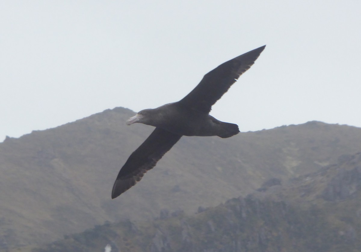 Southern Giant-Petrel - ML376163611