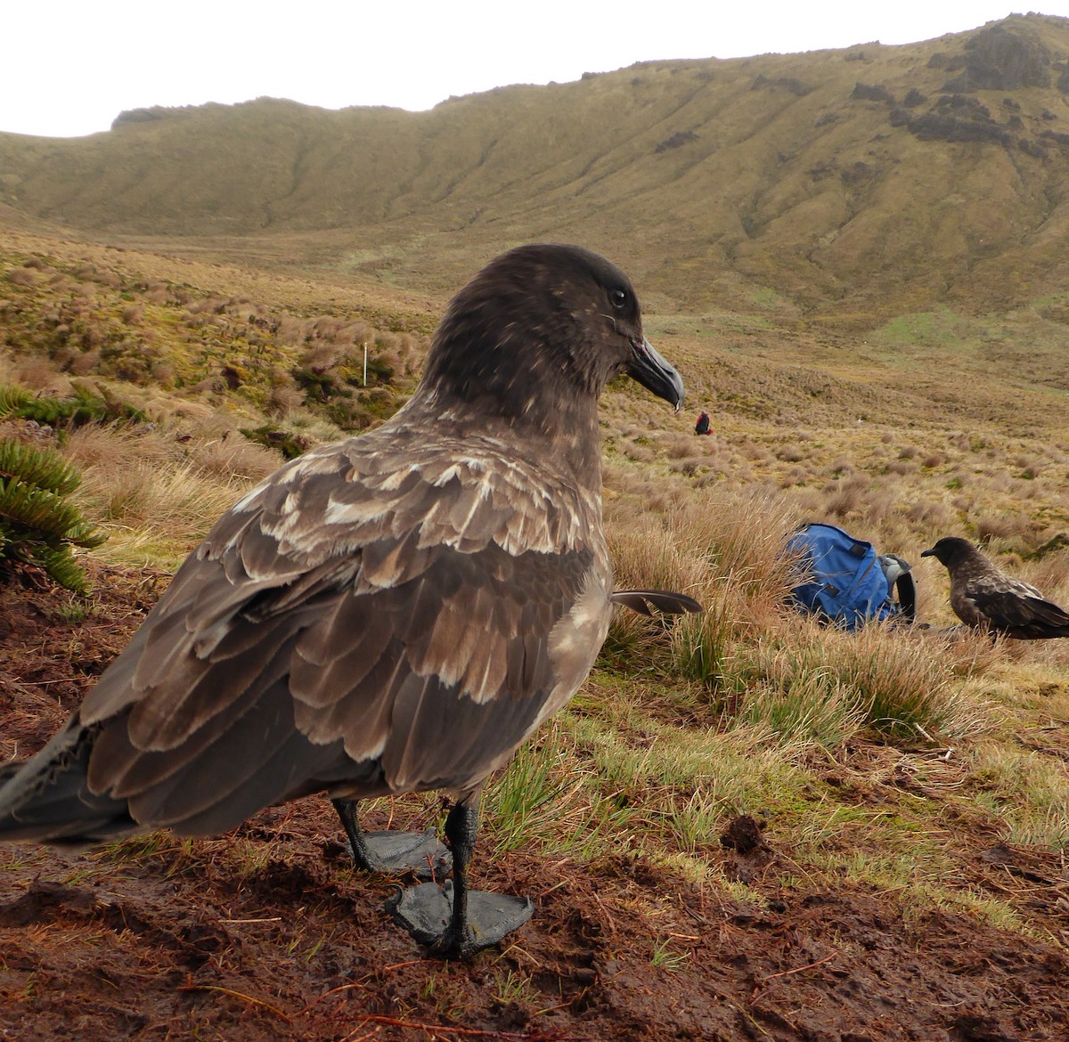 Brown Skua (Tristan) - ML376163701