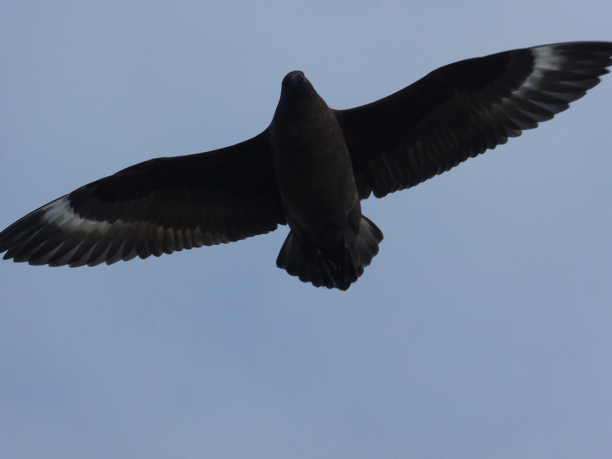 Brown Skua (Tristan) - ML376163711