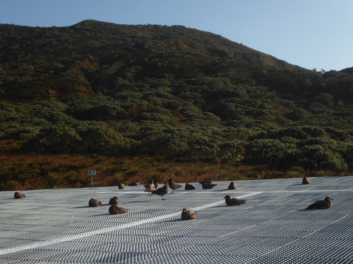 Brown Skua (Tristan) - ML376163721