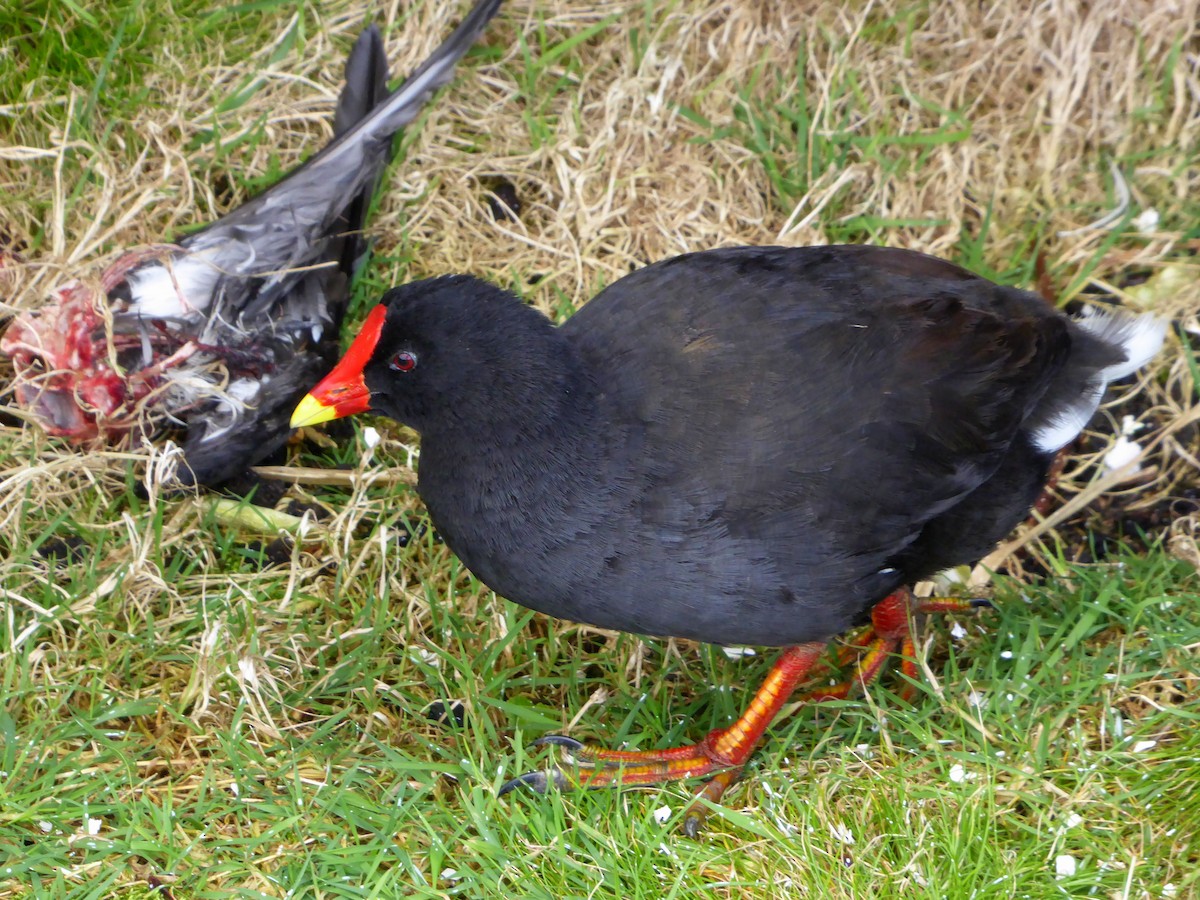Gough Moorhen - ML376163741