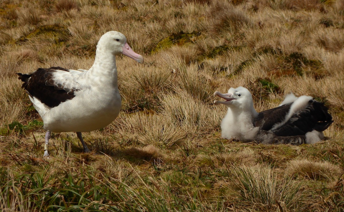 Tristan Albatross - ML376163771