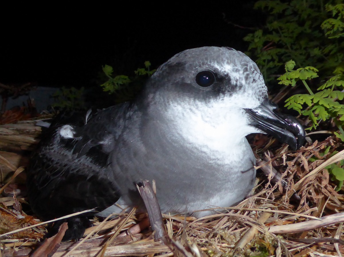Soft-plumaged Petrel - ML376163811