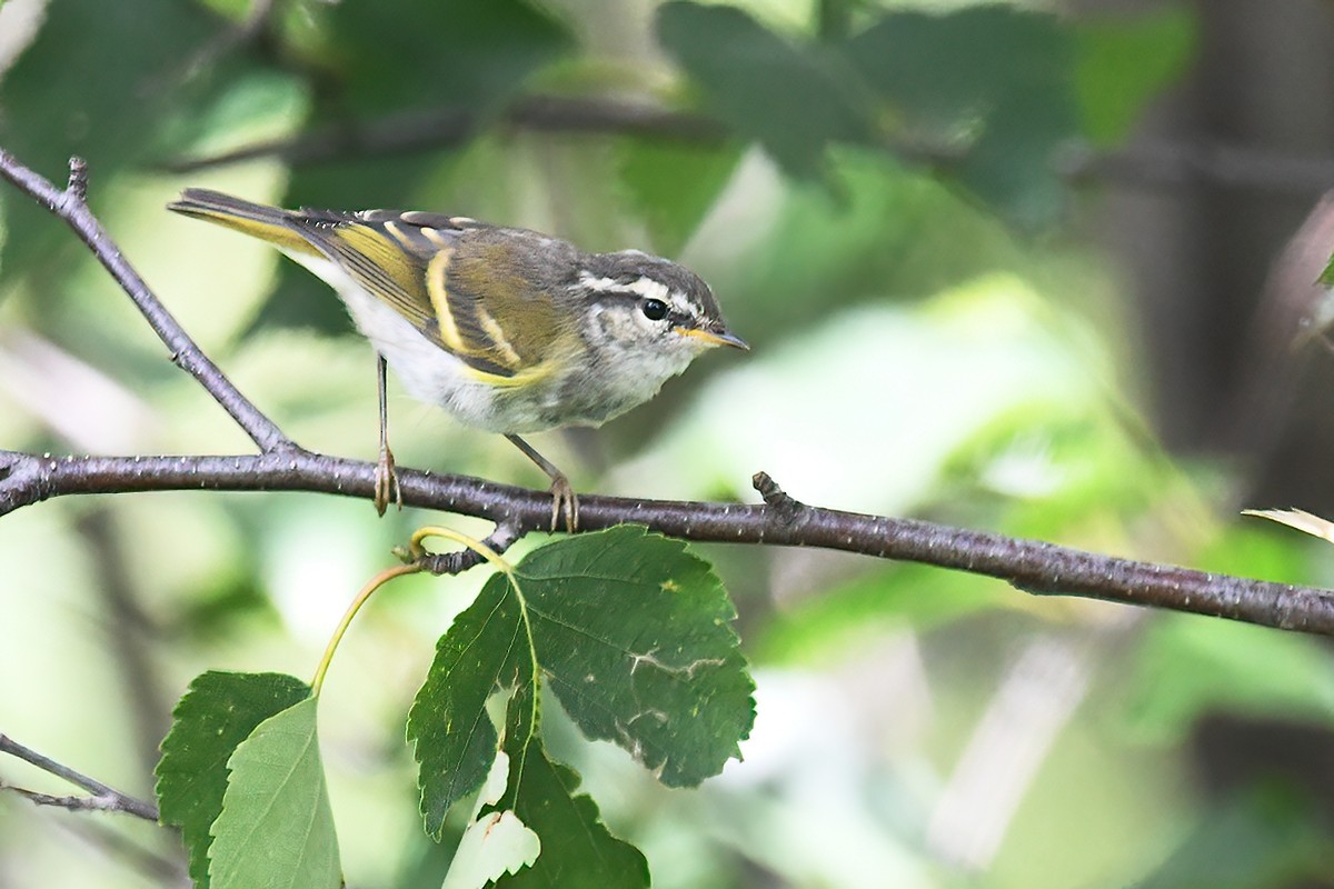 Mosquitero sp. - ML376164581