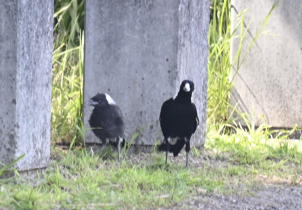 Australian Magpie - ML376164761