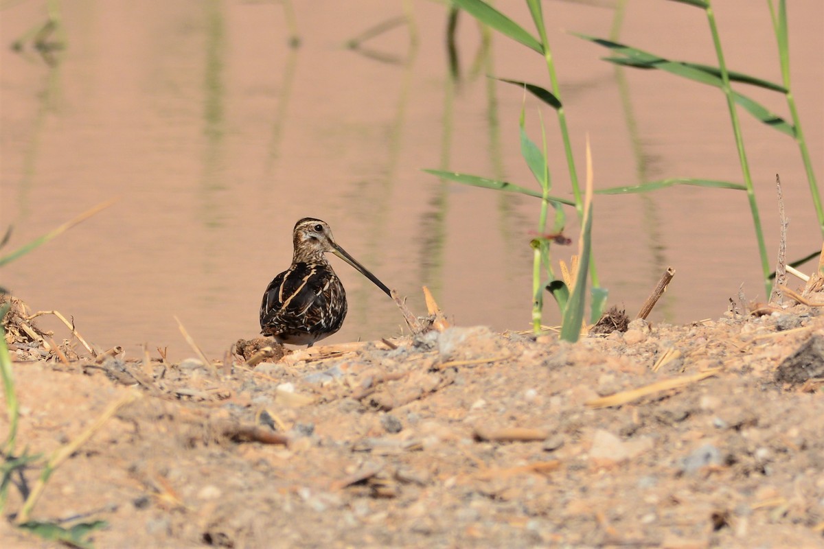 Common Snipe - ML376165851