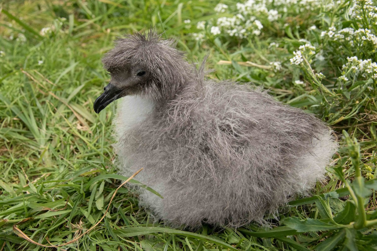 Petrel de las Bonin - ML376166371