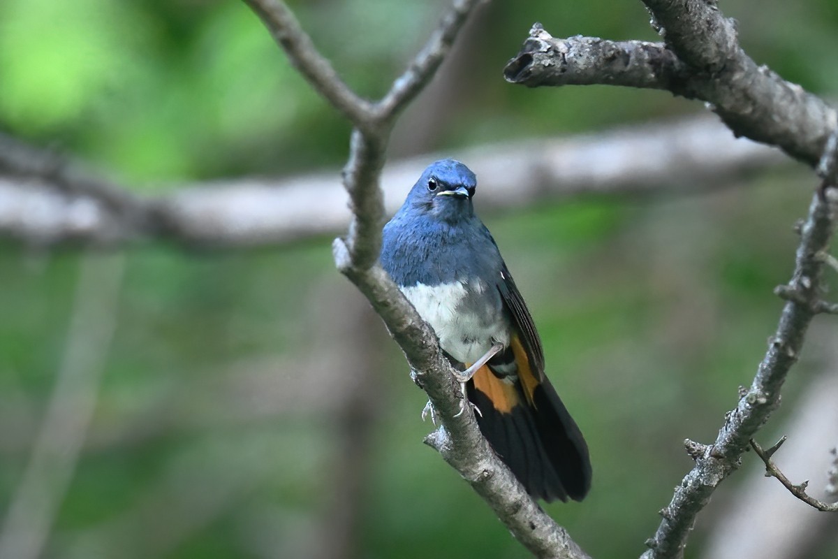 White-bellied Redstart - ML376166681